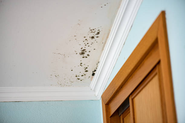 Crawl Space Mold Removal in Elizabethton, TN