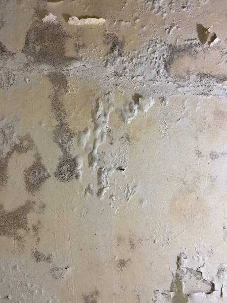 Best Mold Remediation Services  in Elizabethton, TN